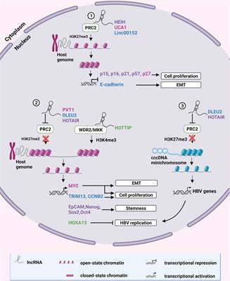 Diversity of Dysregulated Long Non-Coding RNAs in HBV-Related Hepatocellular Carcinoma